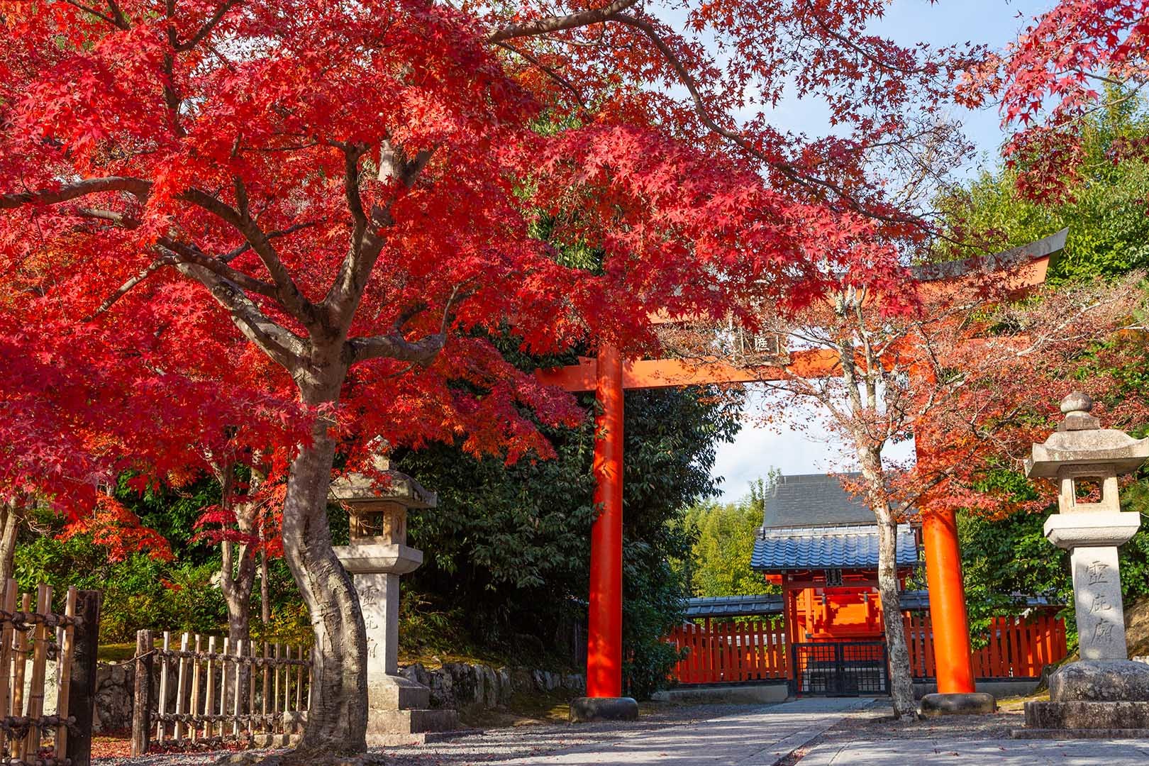 八幡宮 天龍寺の紅葉_a0003166_19593159.jpg