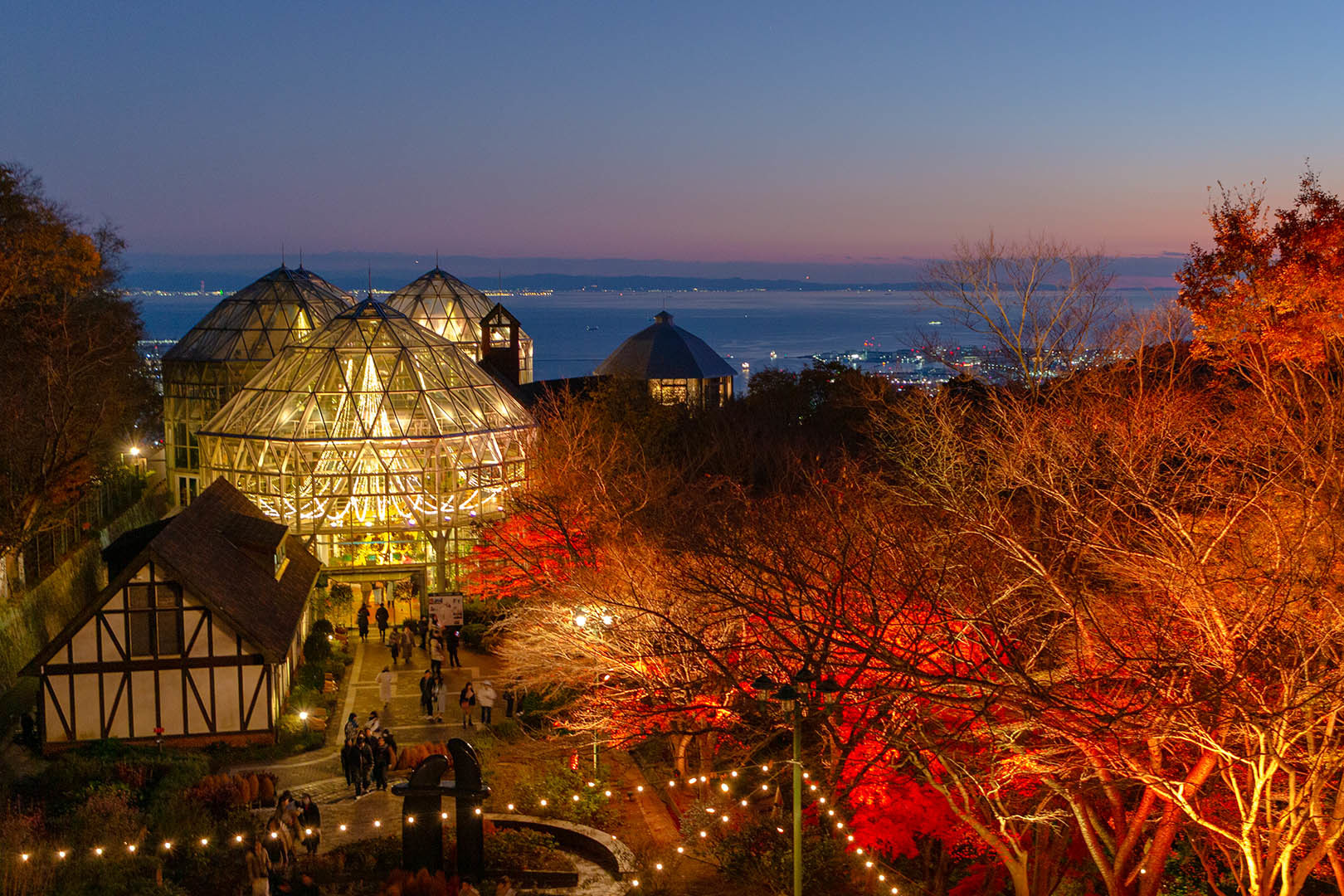 布引ハーブ園の紅葉 ライトアップ_a0003166_20032419.jpg