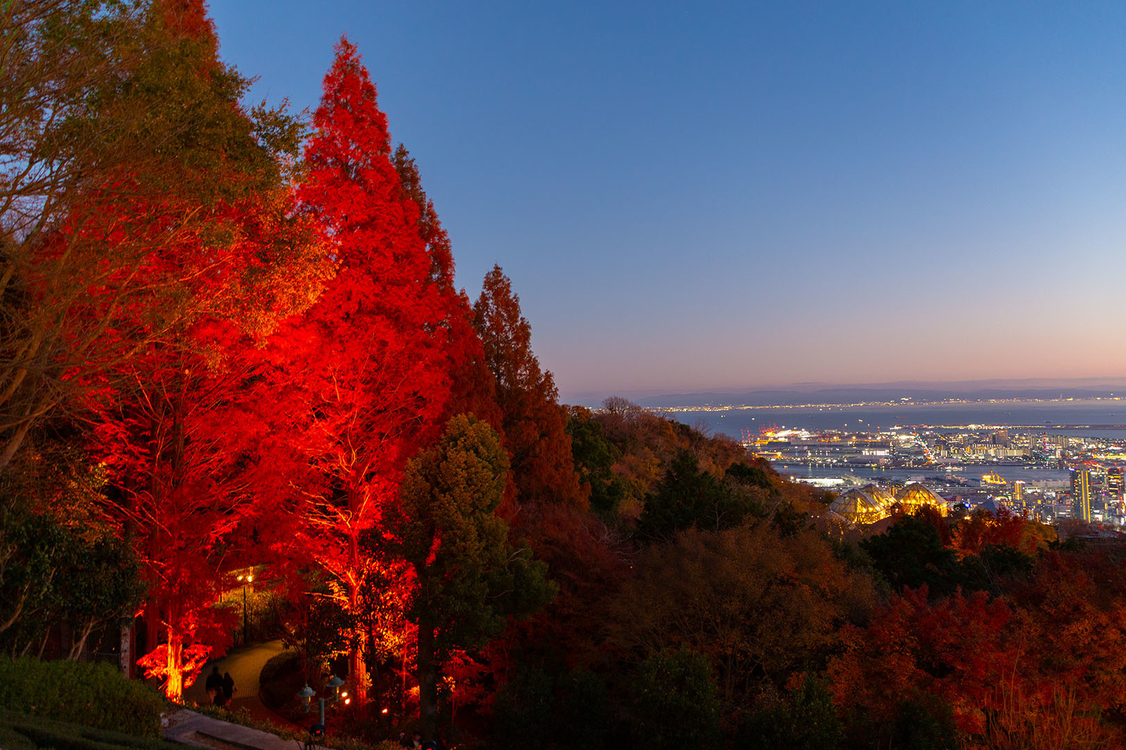 布引ハーブ園の紅葉 ライトアップ_a0003166_20033214.jpg