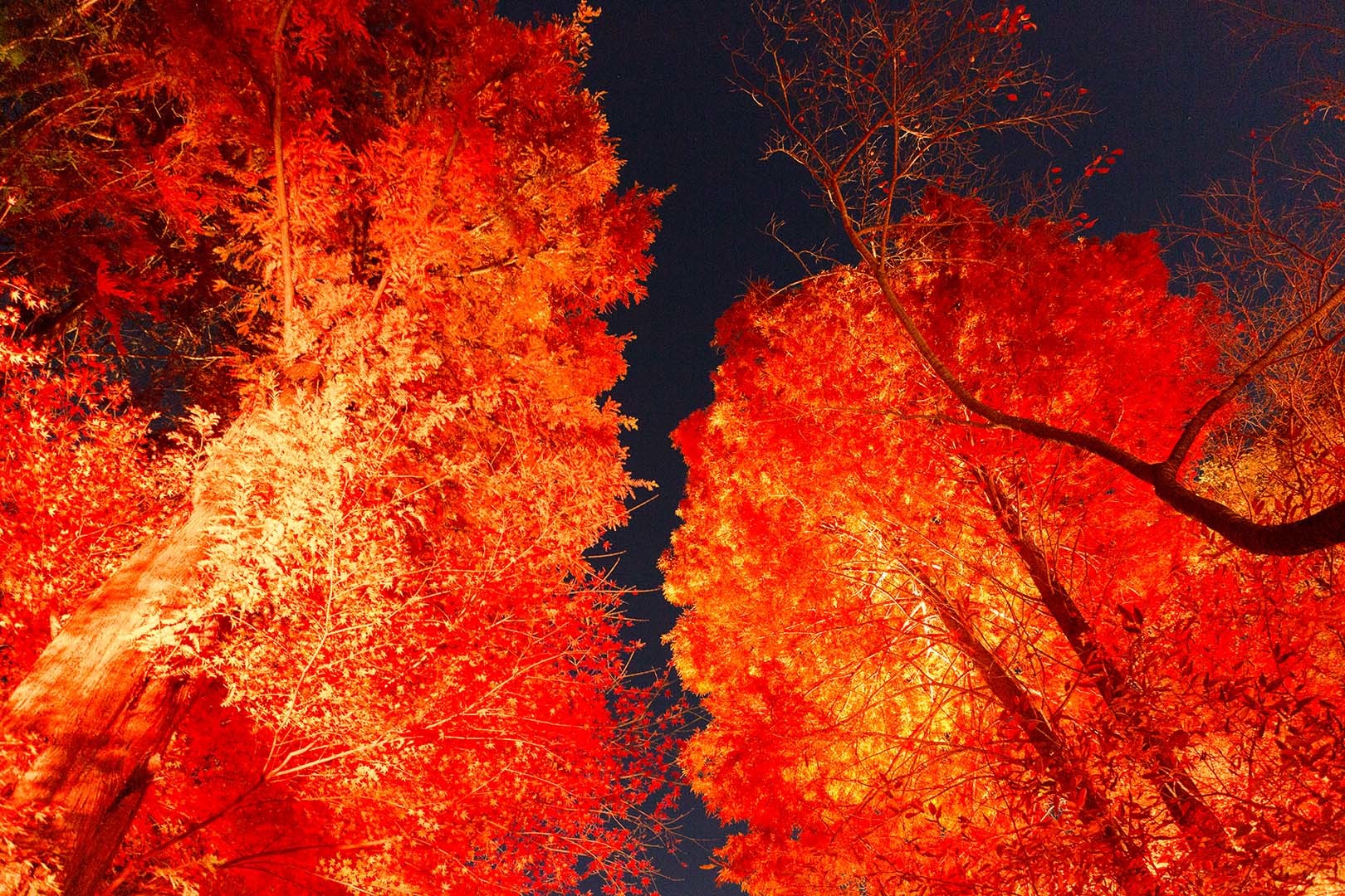 布引ハーブ園の紅葉 ライトアップ_a0003166_20033245.jpg