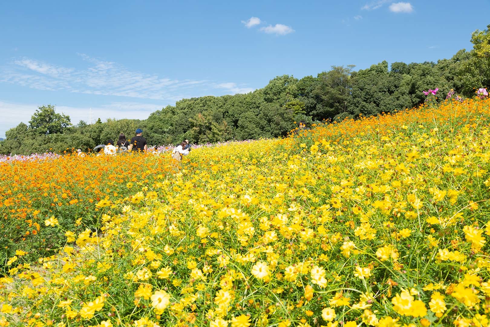 コスモスなど（万博公園）_a0003166_20465939.jpg