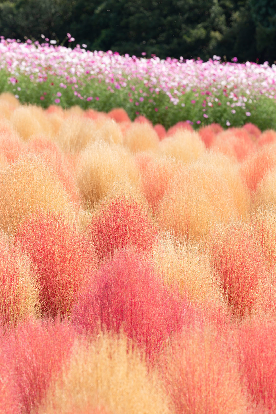 コキアなど （万博公園）_a0003166_20483121.jpg