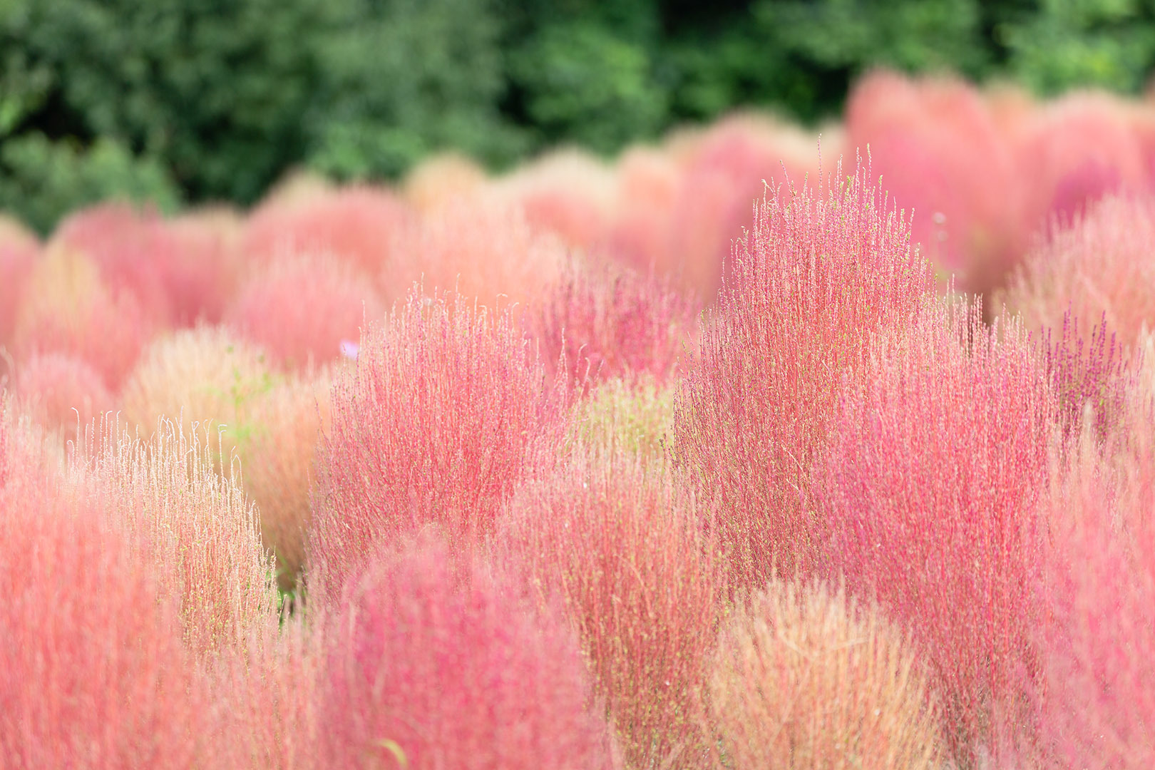コキアなど （万博公園）_a0003166_20484101.jpg