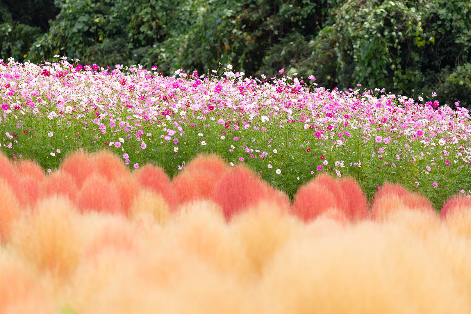 コキアなど （万博公園）_a0003166_20485445.jpg