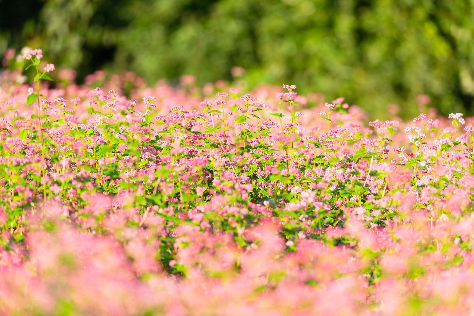 コキアなど （万博公園）_a0003166_20490314.jpg