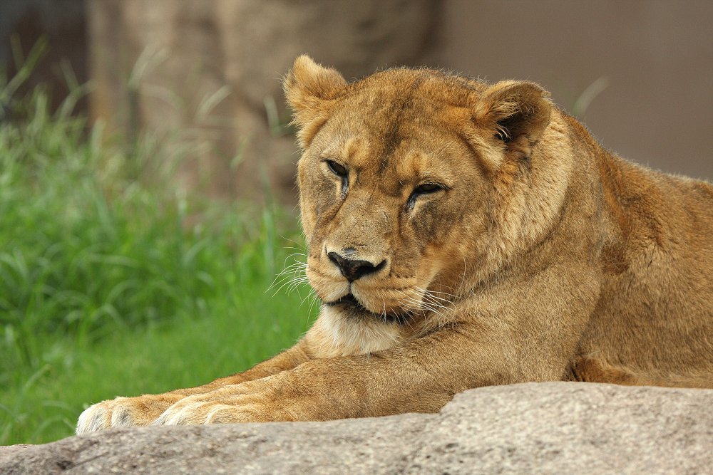 動物_a0003166_20584227.jpg