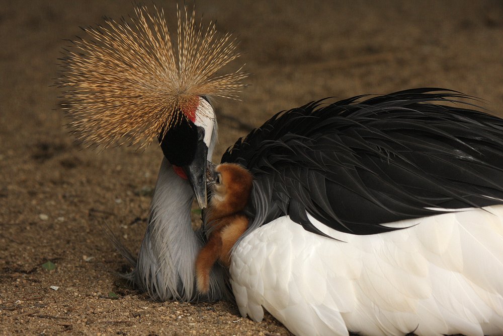 動物_a0003166_20591040.jpg