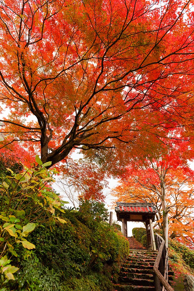 善峯寺_a0003166_21121445.jpg
