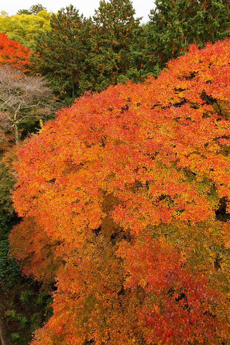 善峯寺_a0003166_21122392.jpg