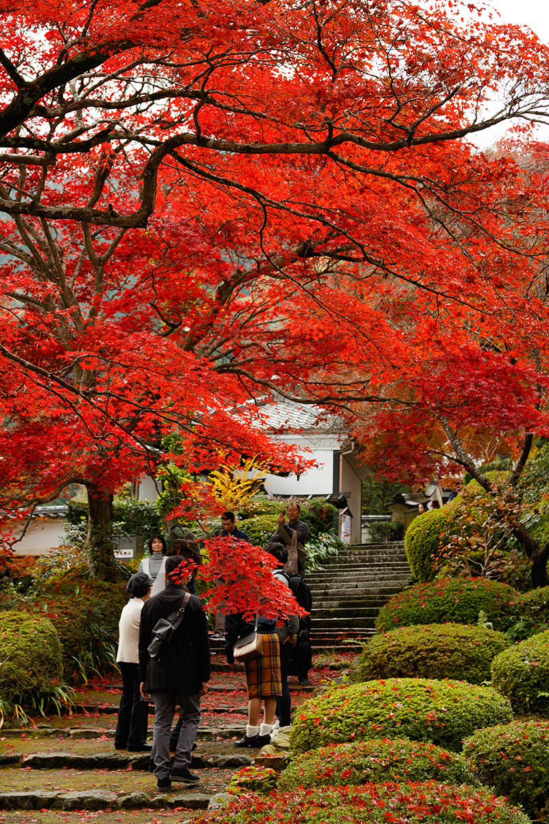 善峯寺_a0003166_21122585.jpg