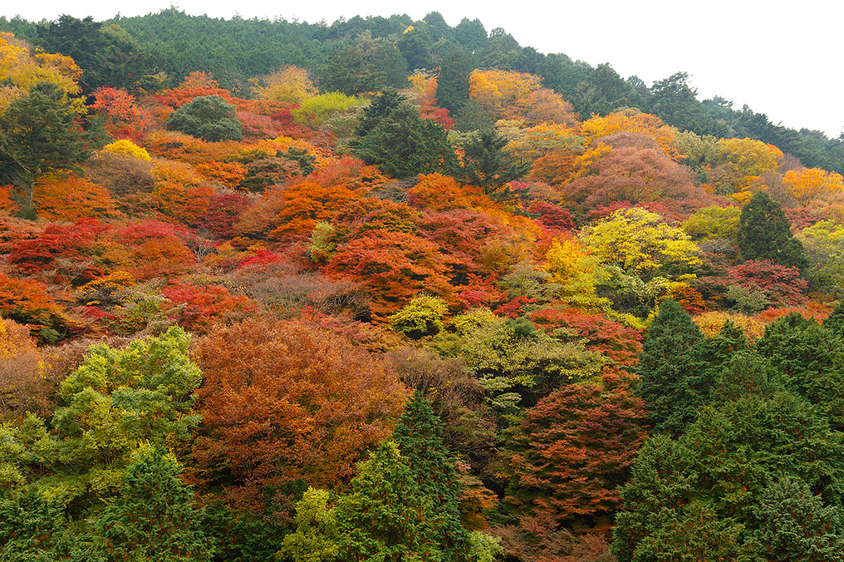 善峯寺_a0003166_21123041.jpg