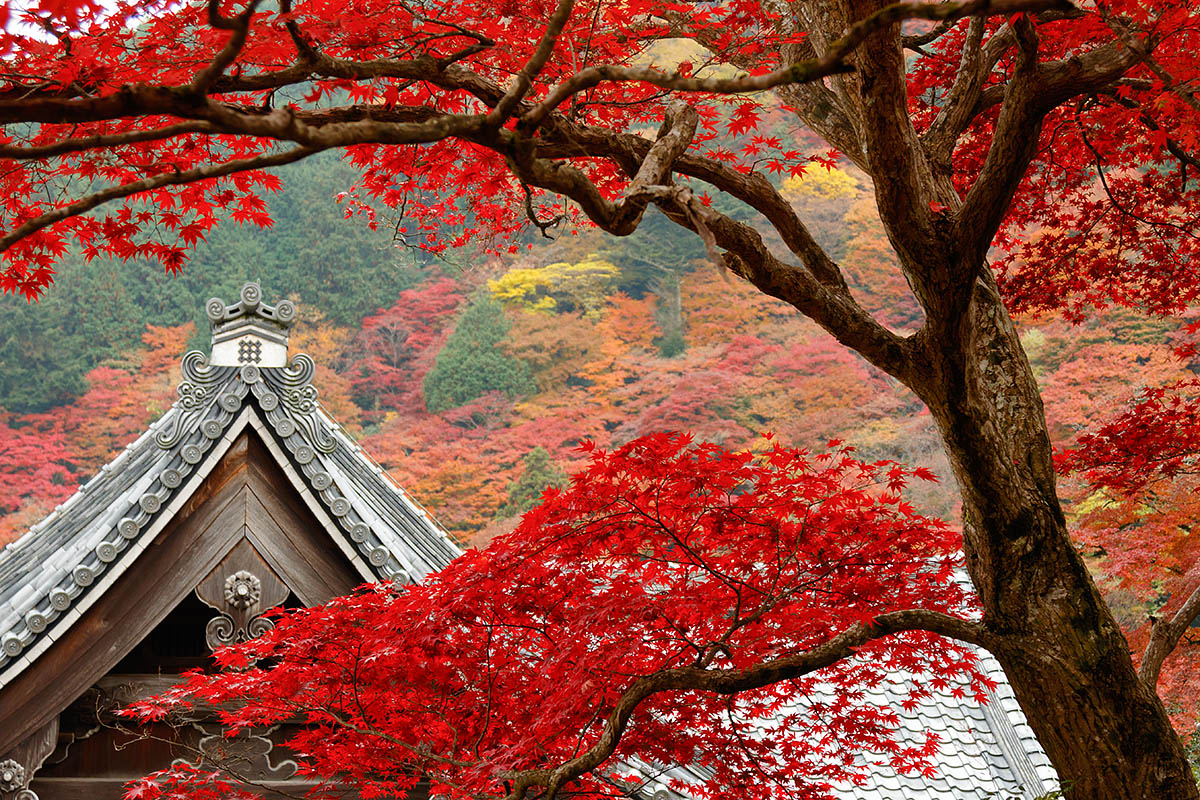 善峯寺_a0003166_2112954.jpg