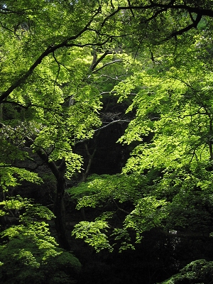 もみじ_a0003166_21171464.jpg