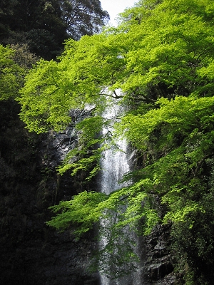 もみじ_a0003166_21172524.jpg