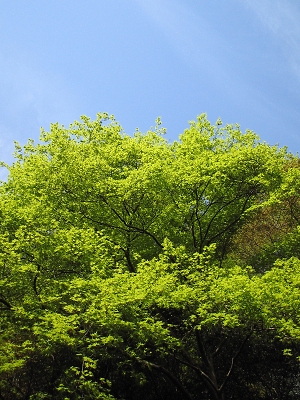 もみじ_a0003166_2117279.jpg