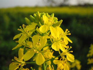 菜の花_a0003166_21173138.jpg
