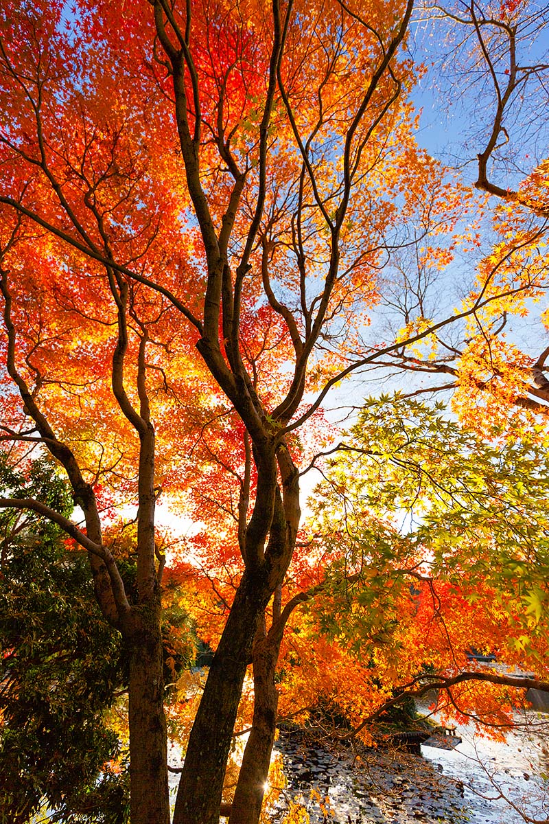 龍安寺、等持院_a0003166_21185023.jpg