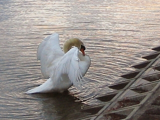 なし_a0003166_2121661.jpg