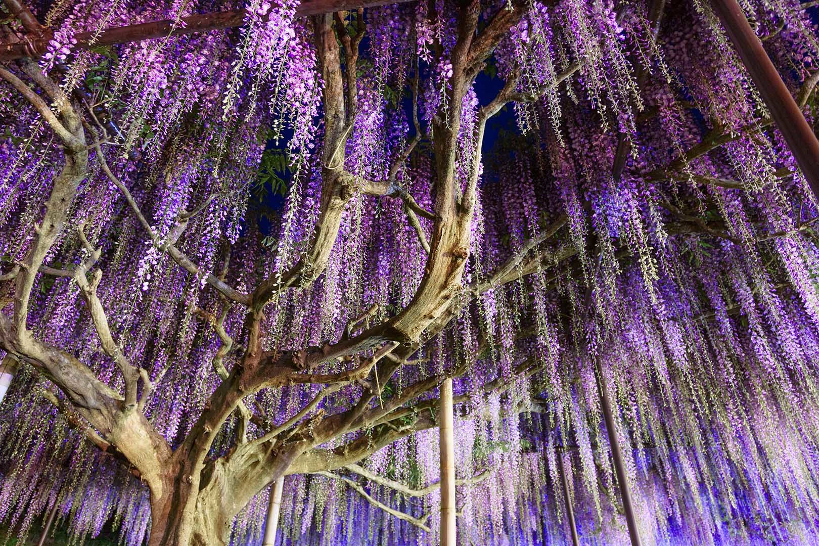 白毫寺 九尺ふじ ライトアップ_a0003166_21220641.jpg