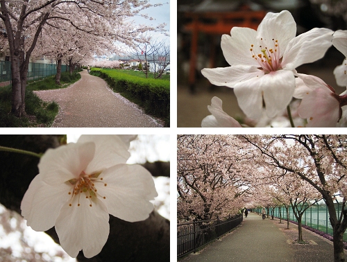 桜_a0003166_2122876.jpg
