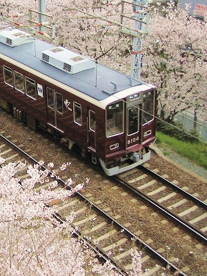 桜_a0003166_21232189.jpg