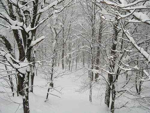 雪山　（白馬五竜）_a0003166_21232532.jpg