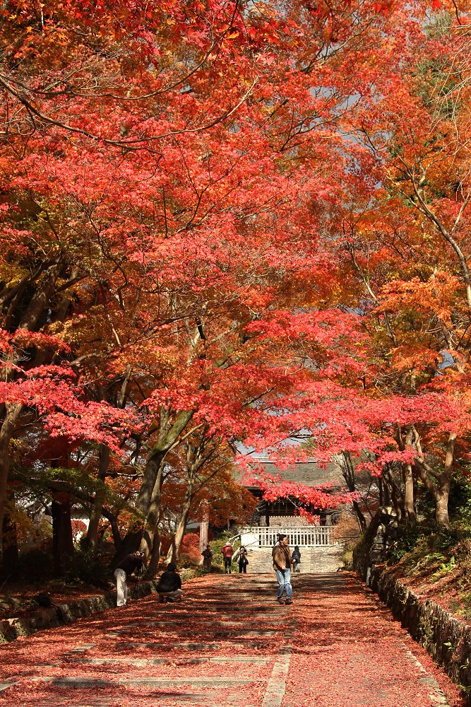 毘沙門堂、東福寺_a0003166_21245662.jpg