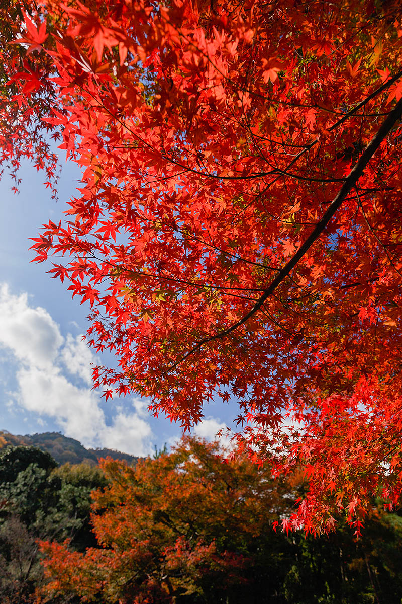 宝厳院_a0003166_21252277.jpg