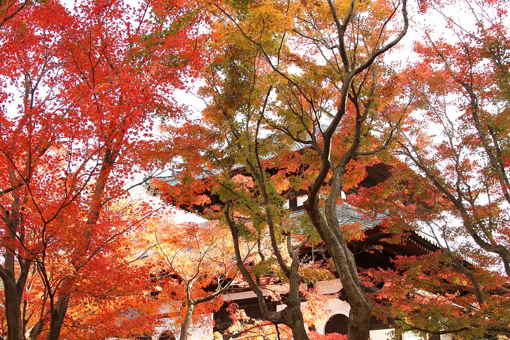 毘沙門堂、東福寺_a0003166_21258100.jpg