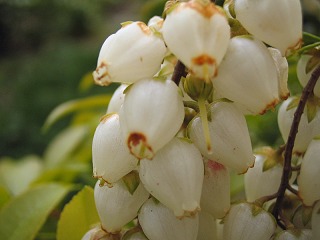 なし_a0003166_21304676.jpg