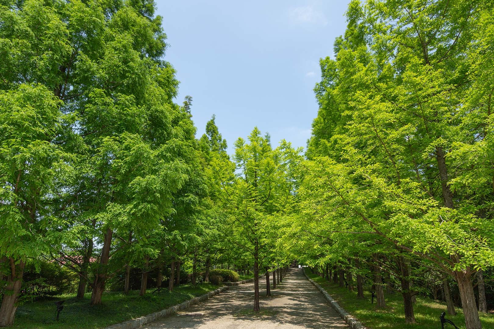メタセコイア並木　神戸市立森林植物園_a0003166_21343942.jpg