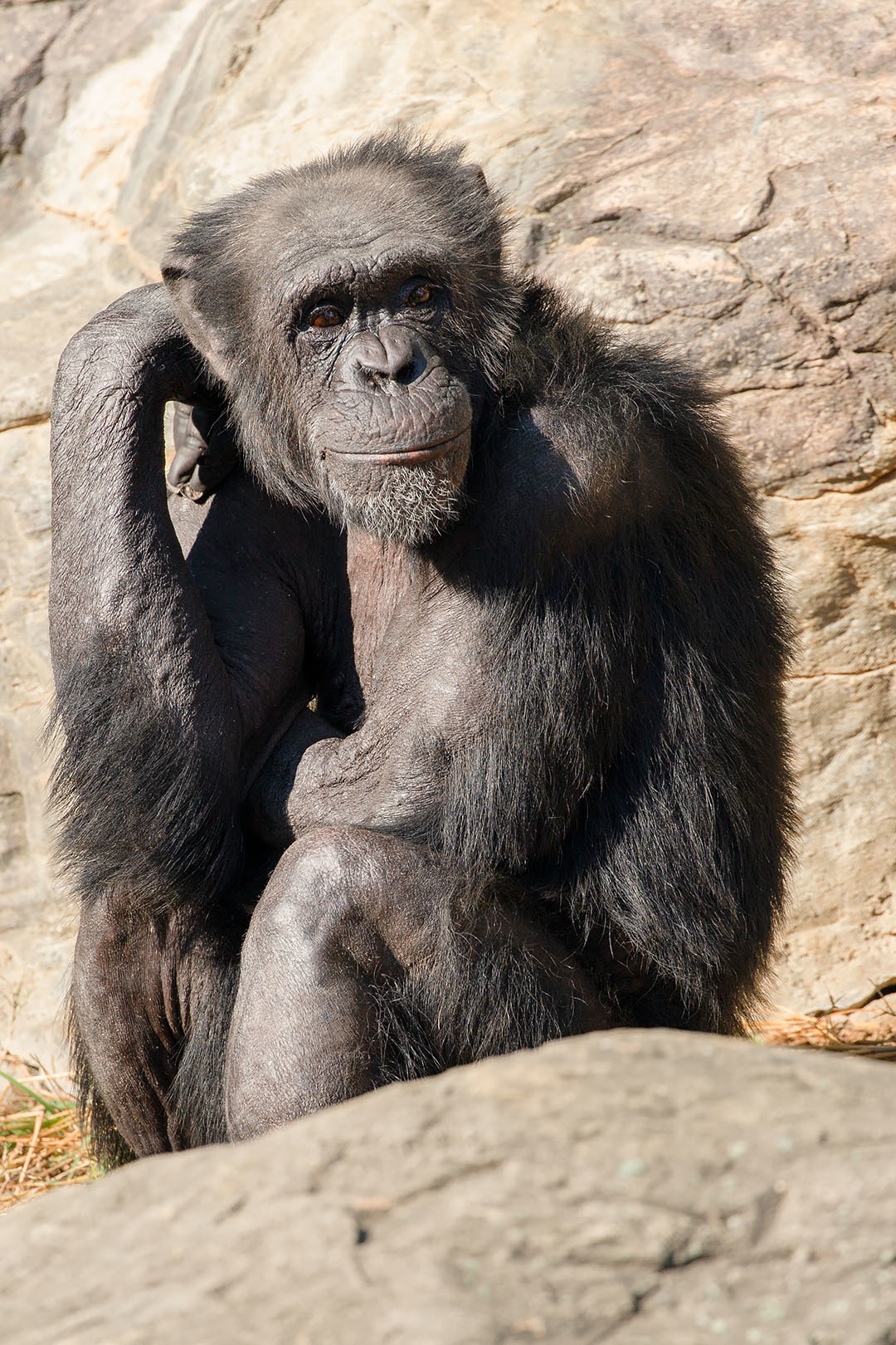 天王寺動物園 その１_a0003166_21371127.jpg