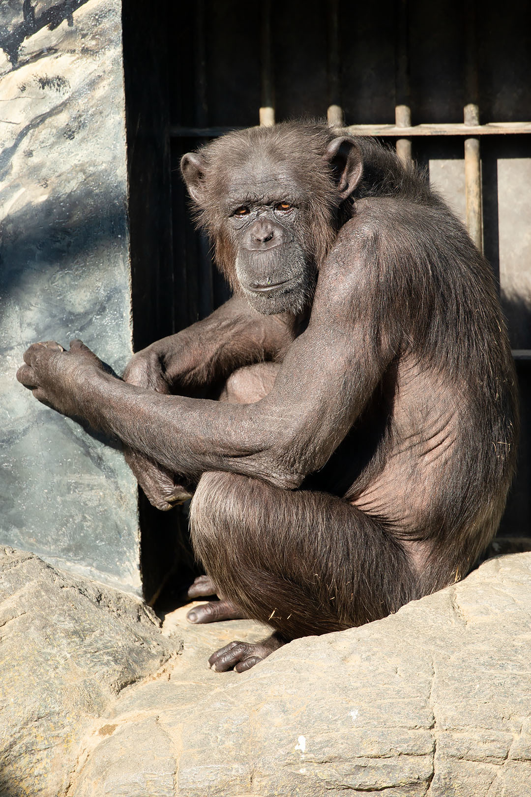 天王寺動物園 その１_a0003166_21371246.jpg