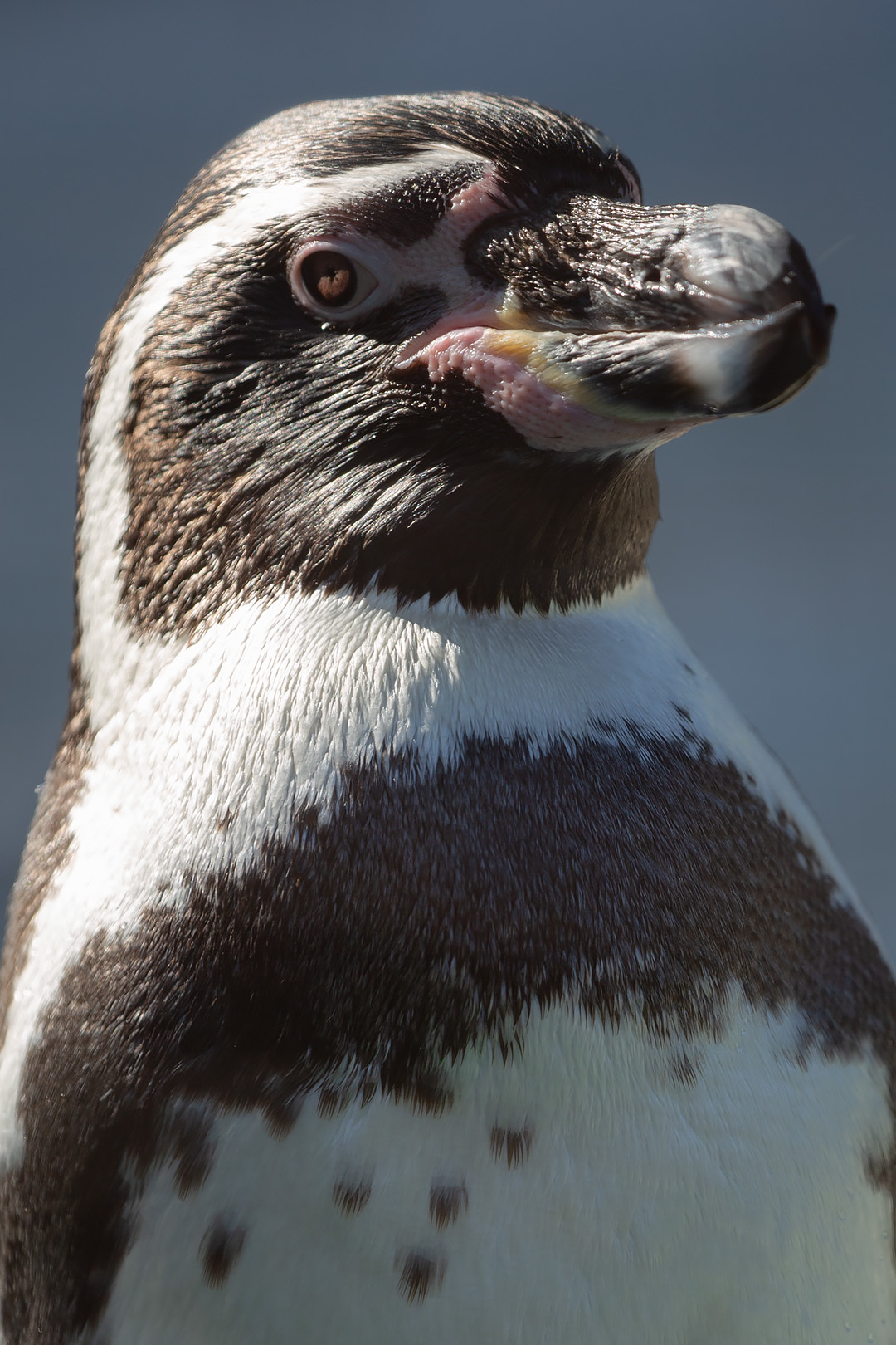 天王寺動物園 その１_a0003166_21371325.jpg
