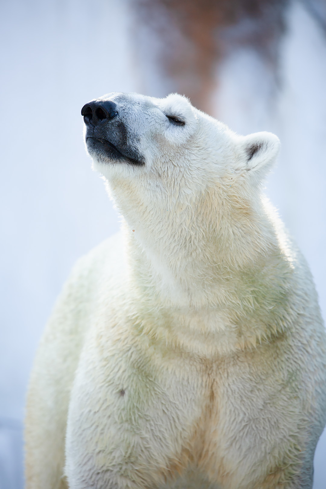 天王寺動物園 その１_a0003166_21371358.jpg