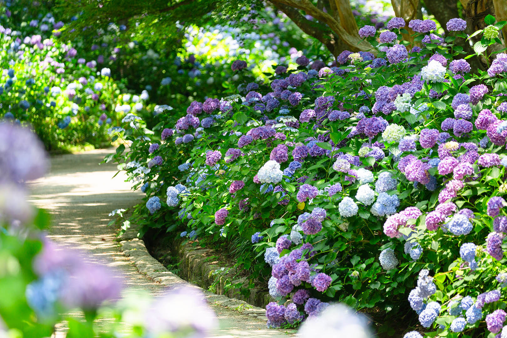 アジサイ（神戸市立森林植物園）_a0003166_21383309.jpg