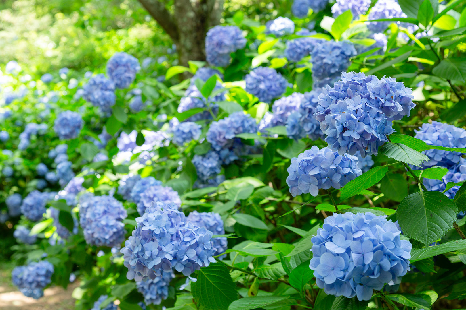 アジサイ（神戸市立森林植物園）_a0003166_21392955.jpg
