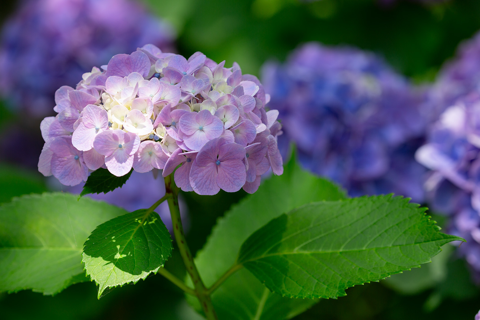アジサイ その２（神戸市立森林植物園）_a0003166_21395017.jpg
