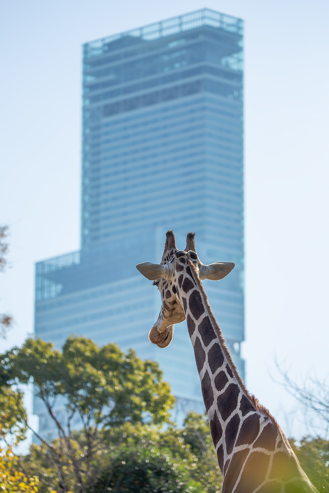 天王寺動物園 その２_a0003166_21400845.jpg
