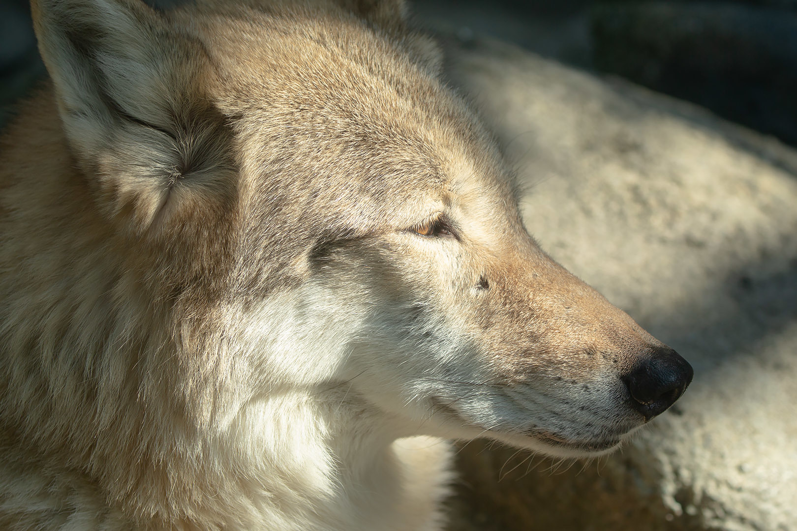 天王寺動物園 その２_a0003166_21400865.jpg