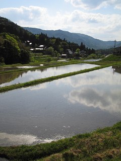なし_a0003166_21403331.jpg