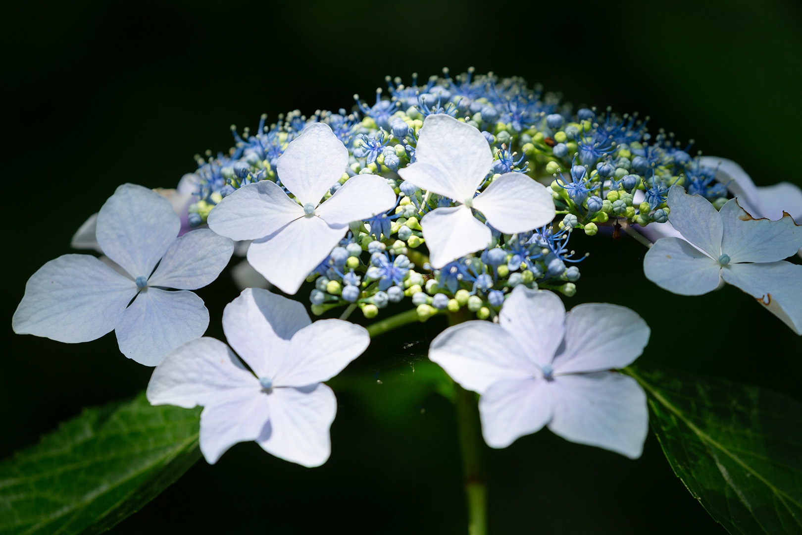 アジサイ その２（神戸市立森林植物園）_a0003166_21414622.jpg