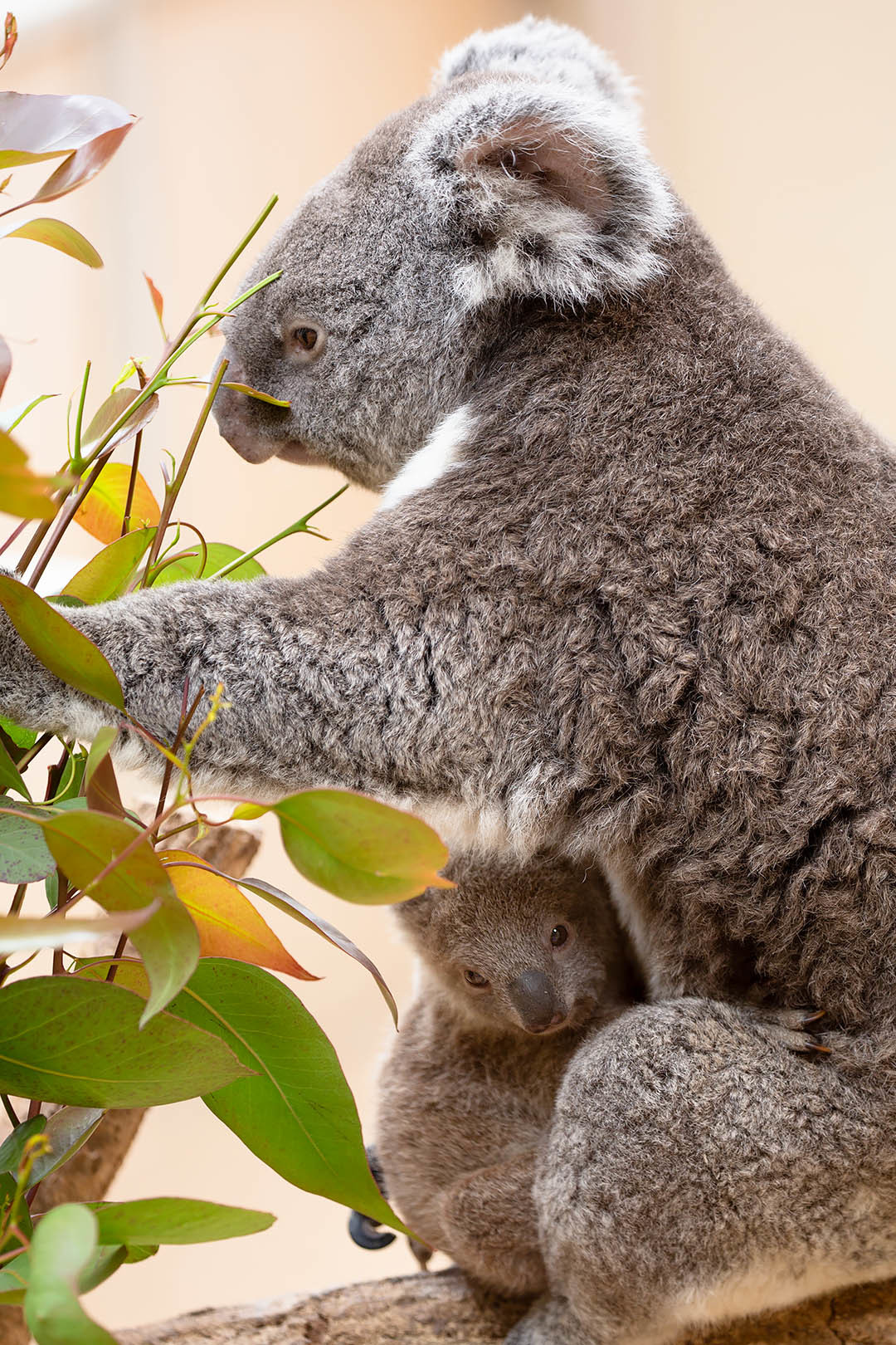 王子動物園 コアラ_a0003166_21415013.jpg