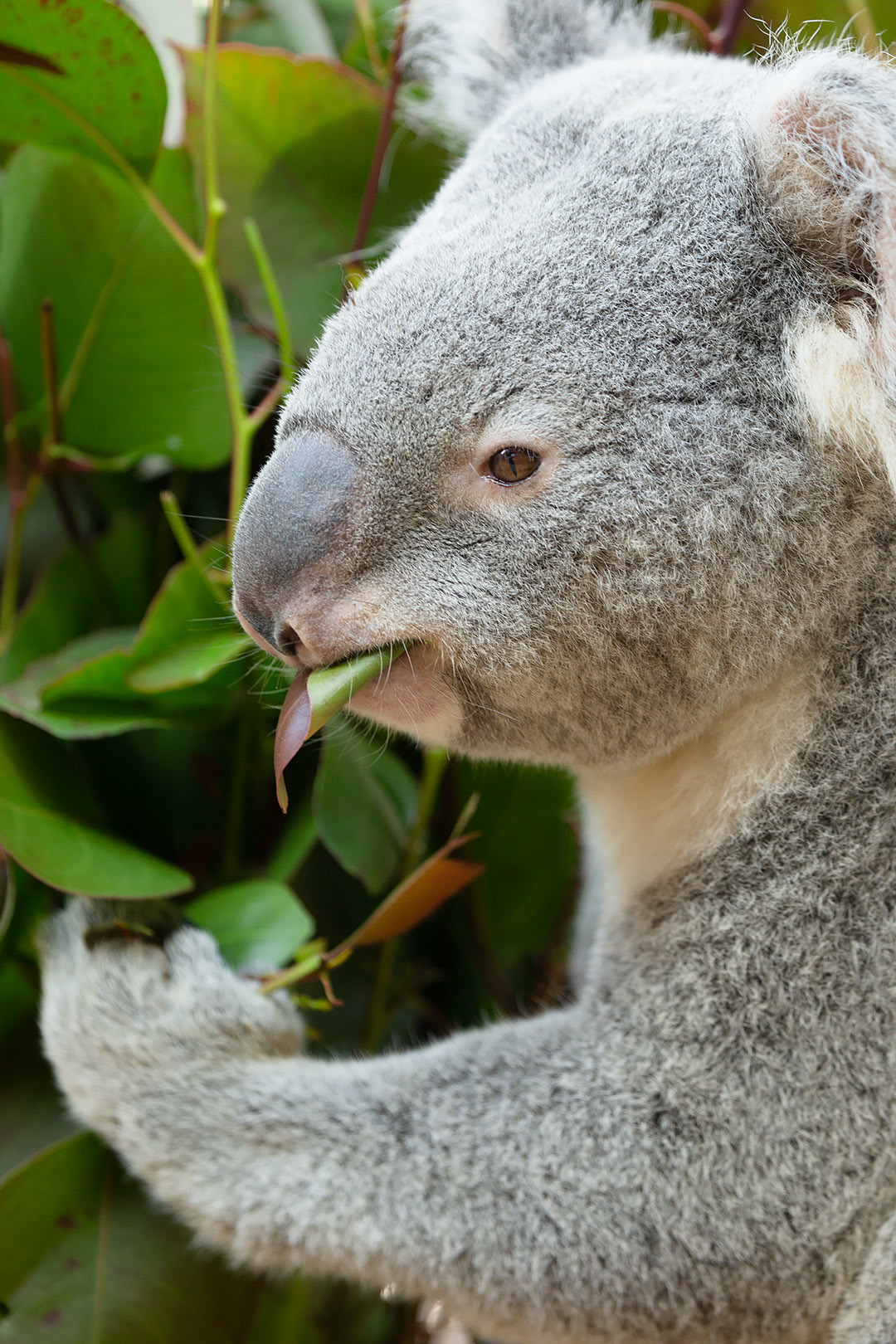 王子動物園 コアラ_a0003166_21415075.jpg