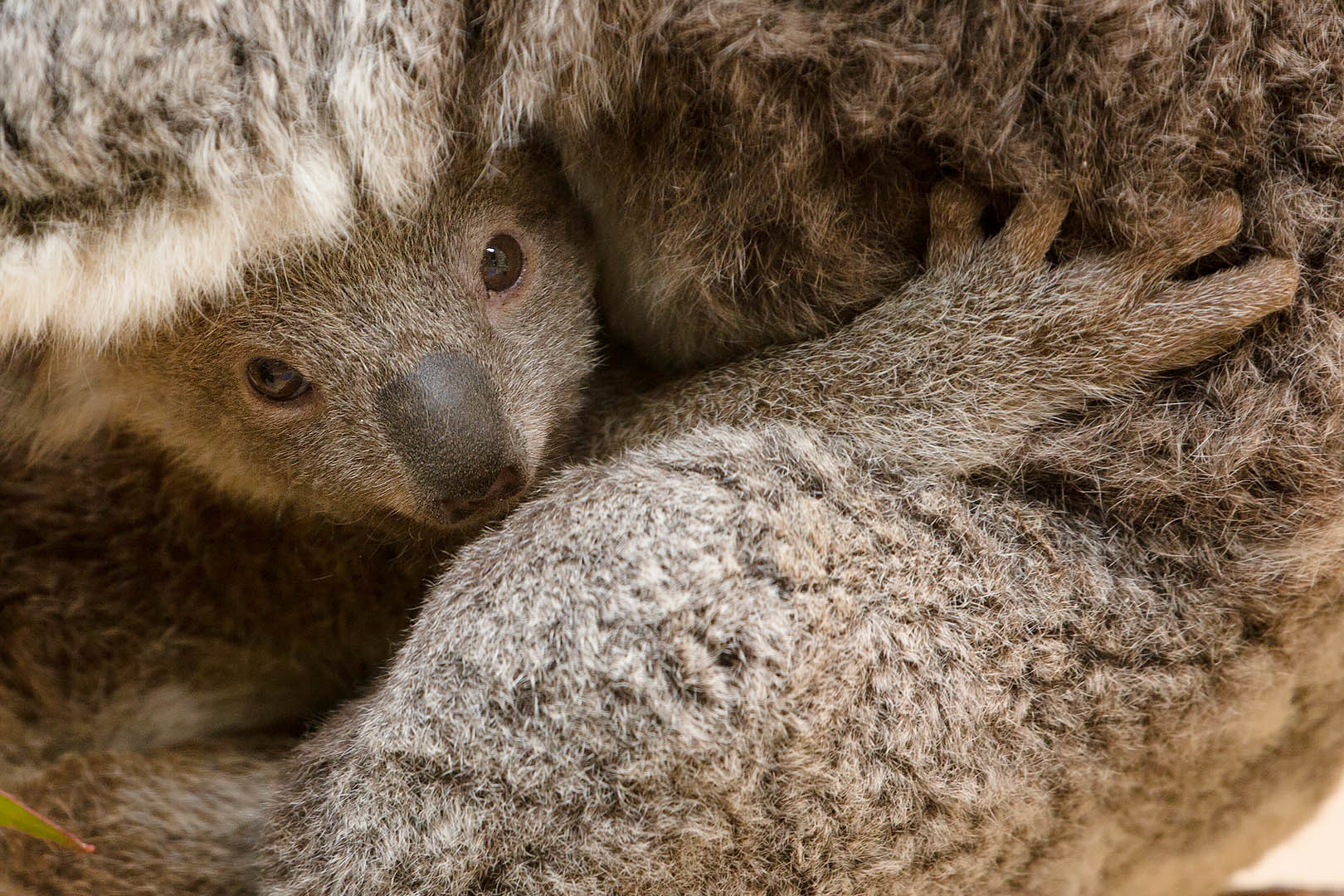 王子動物園 コアラ_a0003166_21415087.jpg