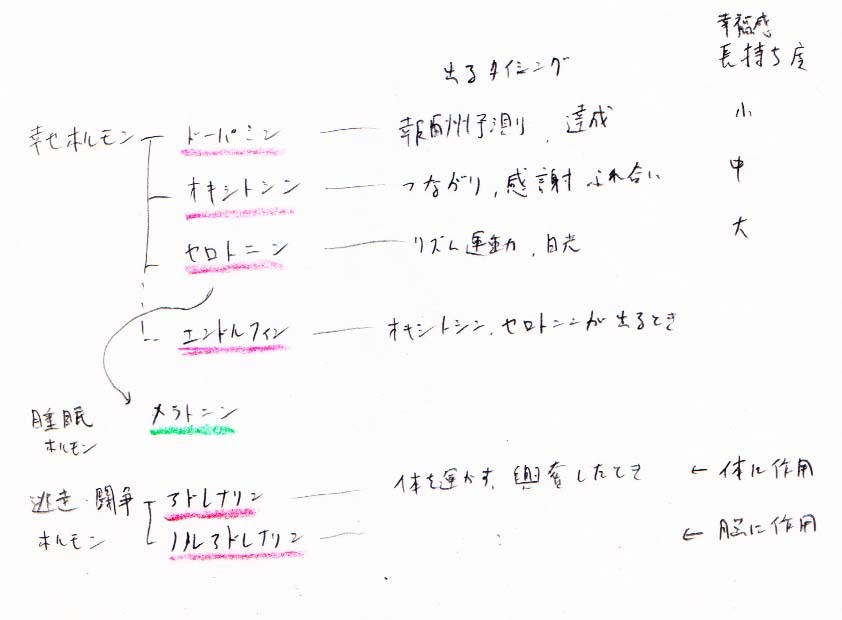 ホルモン、脳内物質　まとめ_a0003166_21420344.jpg