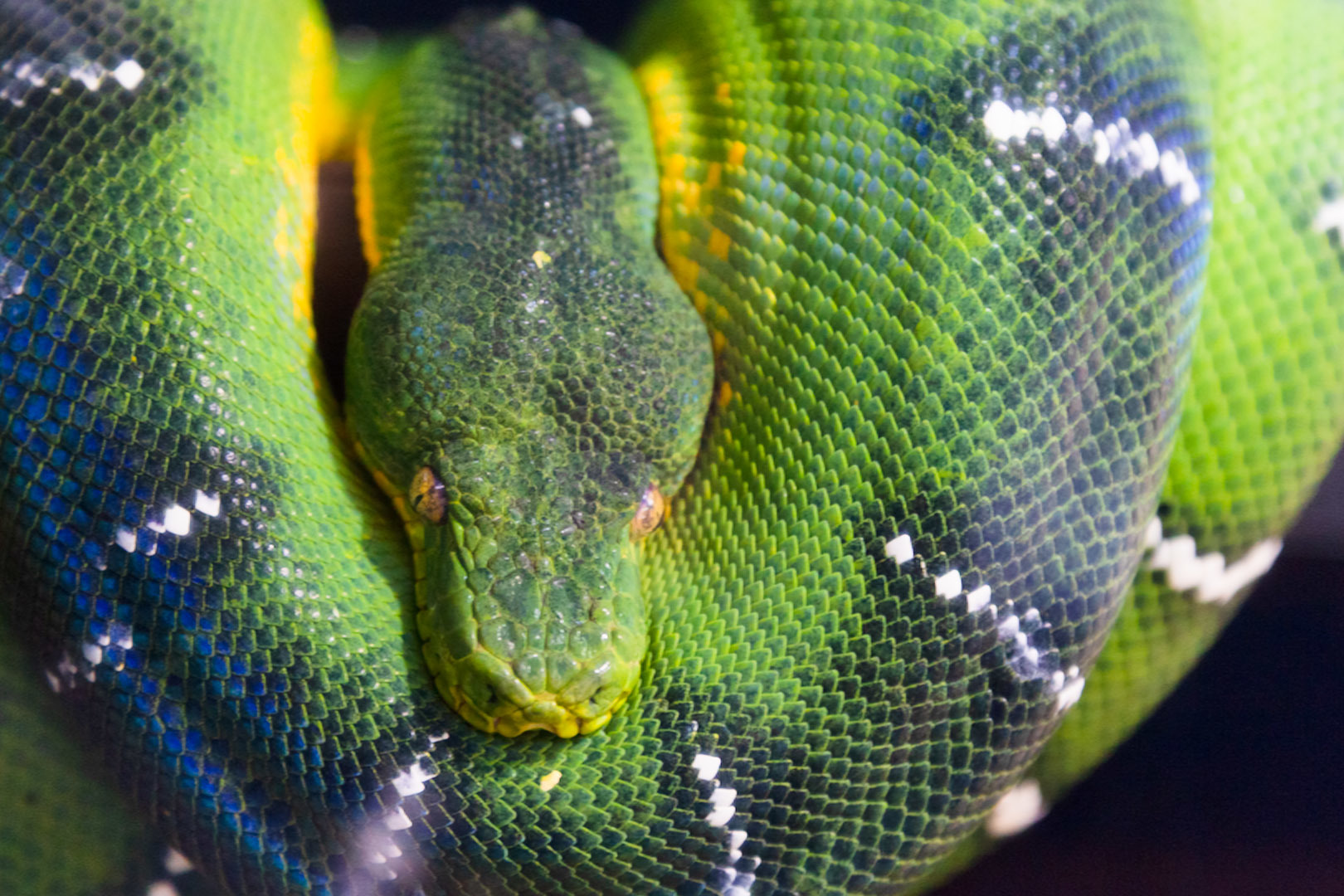 átoa その１_a0003166_21423228.jpg