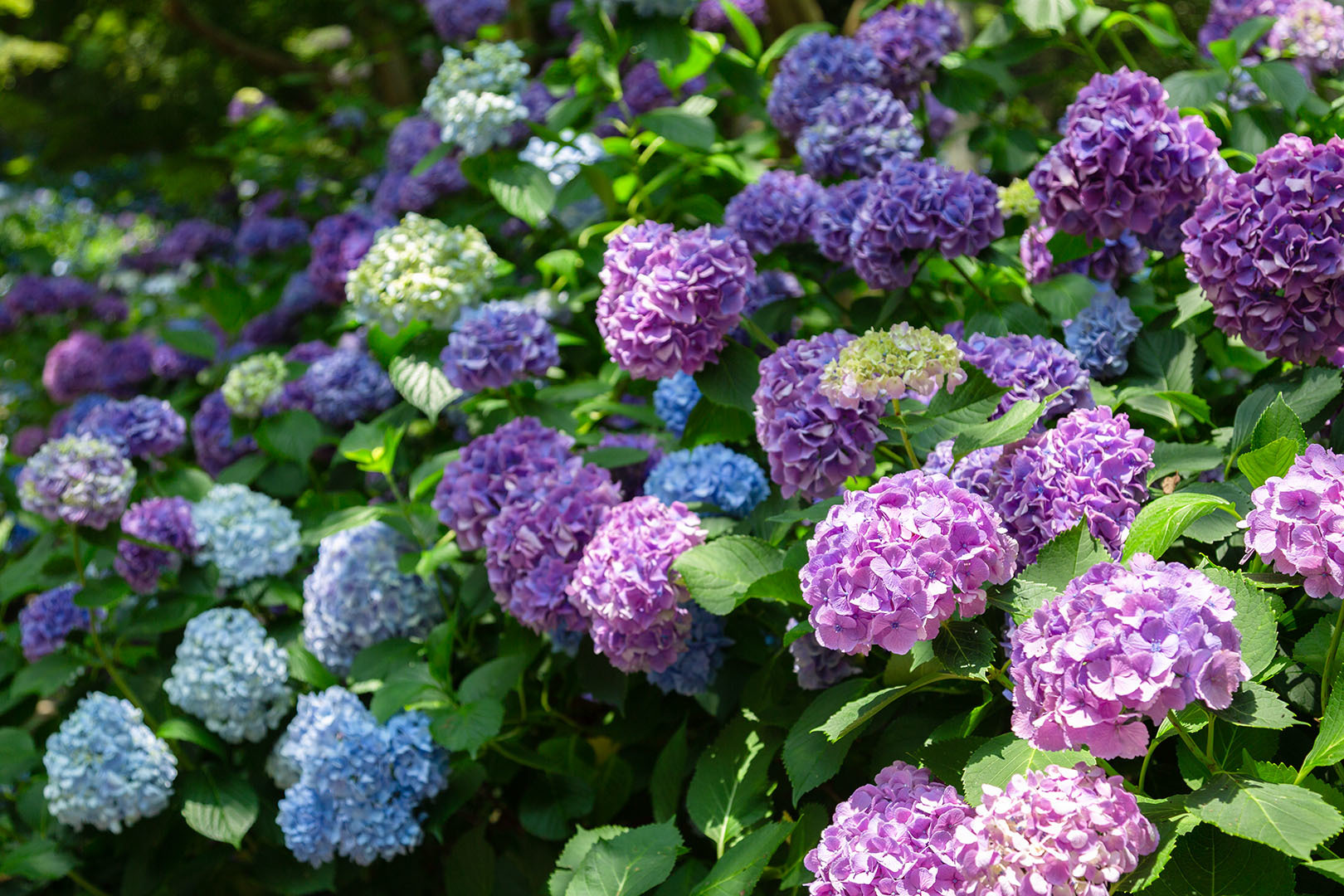 アジサイ その２（神戸市立森林植物園）_a0003166_21424955.jpg
