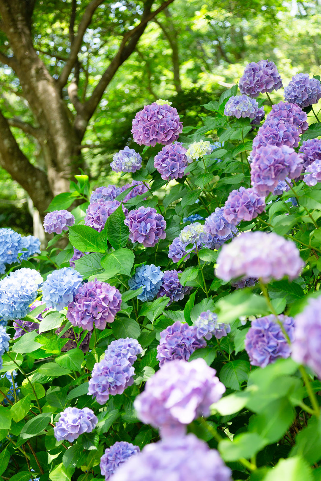 アジサイ その２（神戸市立森林植物園）_a0003166_21430274.jpg