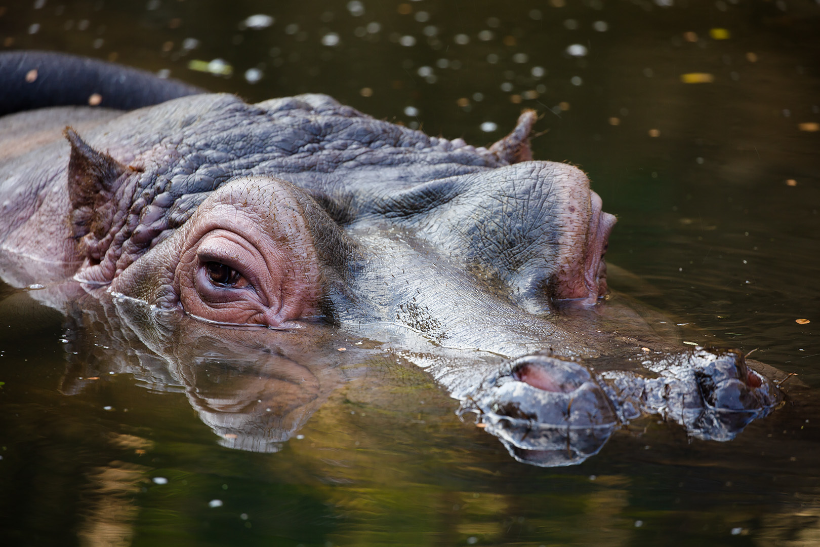 王子動物園 その３_a0003166_21434827.jpg